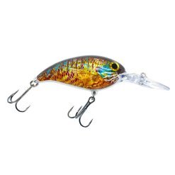 Pumpkinseed
